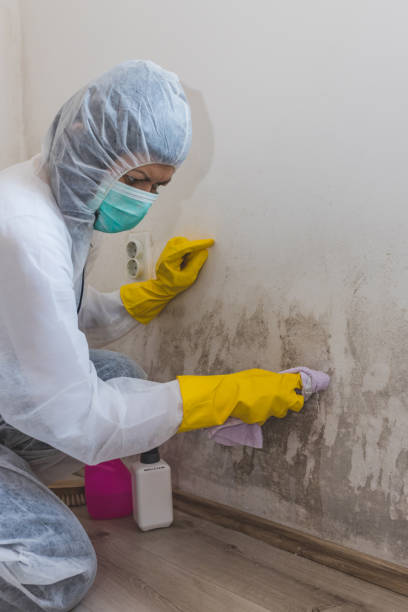 Mold Removal for HVAC Installations in Canonsburg, PA